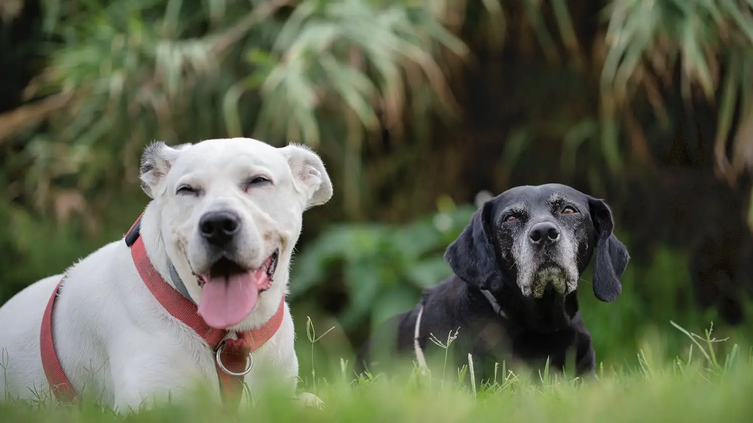 Raising Pets in the US: Costs and Regulations to Know